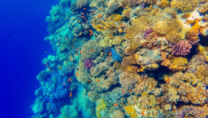 Gallery Thumbnail 11